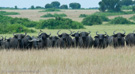 2007 - Uganda