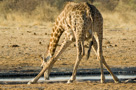 2006 - Namibia