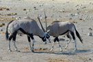 2006 - Namibia