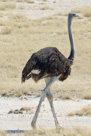 2006 - Namibia