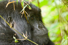 2007 - Rwanda