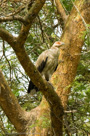 2007 - Uganda