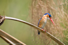 2008 - Botswana