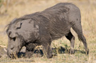 2008 - Botswana