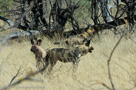 2008 - Botswana