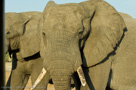 2008 - Botswana